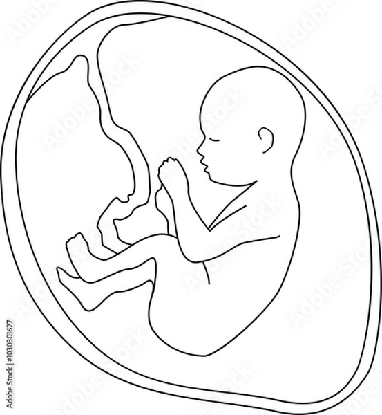 Fototapeta A baby in the womb is in the fetal position with its head up. Outline vector illustration. Transparent background.
