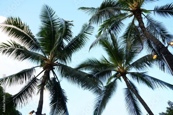 Fototapeta Palm Tree on Waikiki Beach in Honolulu, Hawaii, USA - アメリカ ハワイ ホノルル ワイキキビーチ ヤシの木