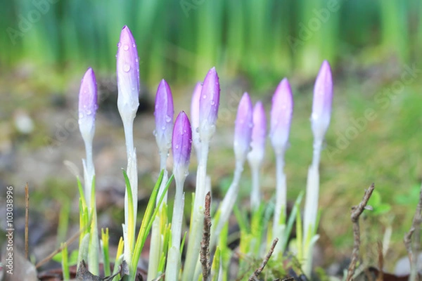 Obraz Crocus Flowers