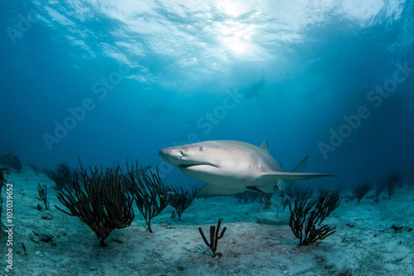 Obraz Lemon shark