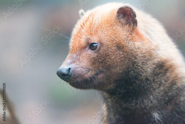Obraz Bush Dog