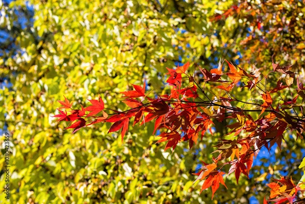 Fototapeta Beautiful Autumn Background: Red Maple Leaves on a Sunny Day.
