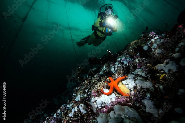 Fototapeta Scuba diving in British Columbia