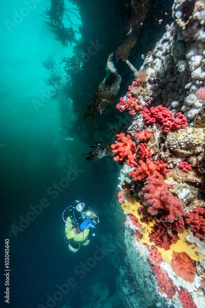 Fototapeta Scuba diving in British Columbia