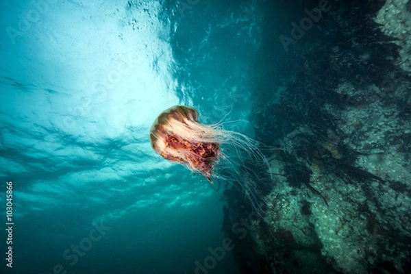 Obraz Jellyfish in British Columbia