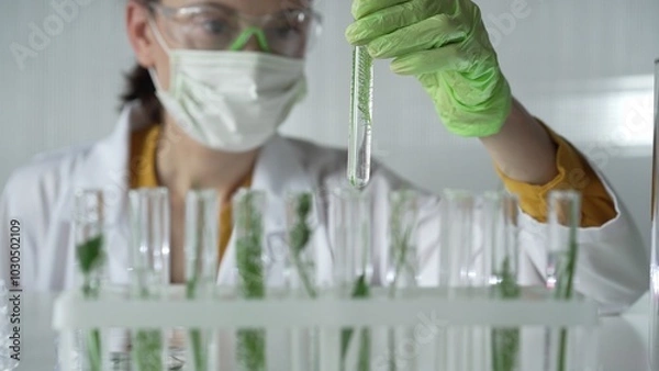 Fototapeta Female scientist wearing a lab coat, green gloves and mask looking to the test tube with plants inside, close up. Science and medicine