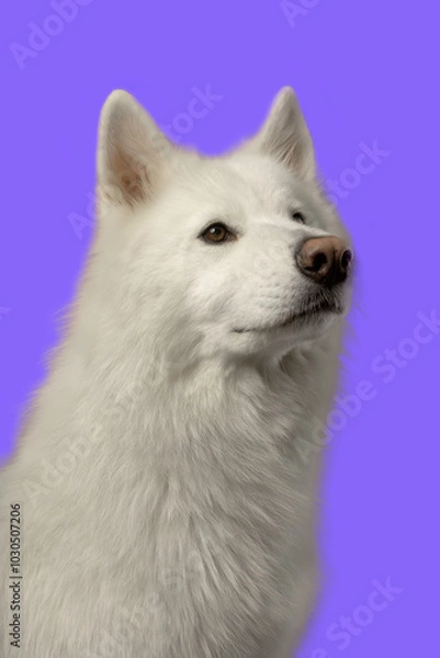Fototapeta Chien blanc sur fond violet tête vigilant regarde sur le coté