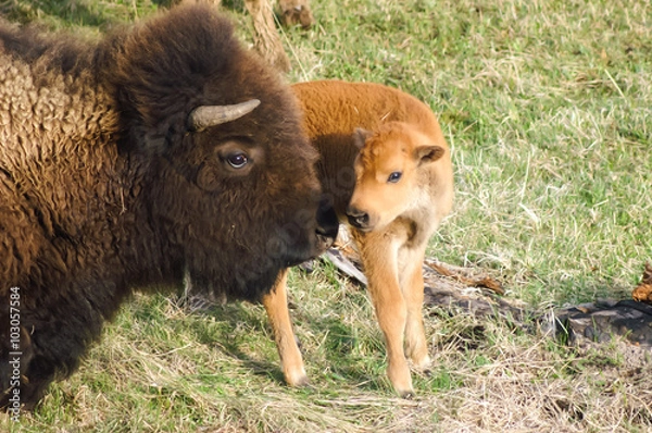 Obraz Mother and baby Bison