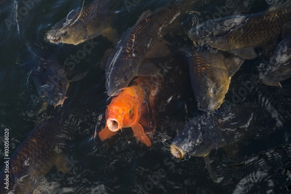 Fototapeta 鯉の群れ