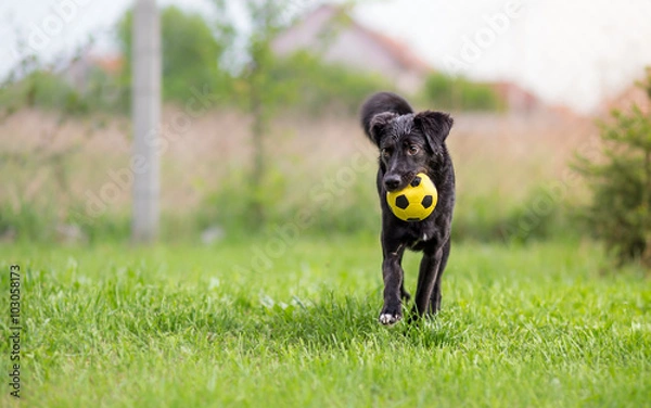 Obraz Black mixed breed dog playing with soccer ball