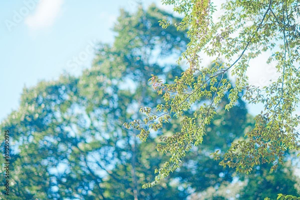 Fototapeta 秋の公園の花と人物