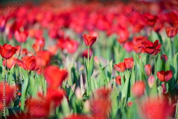 Fototapeta tulip field