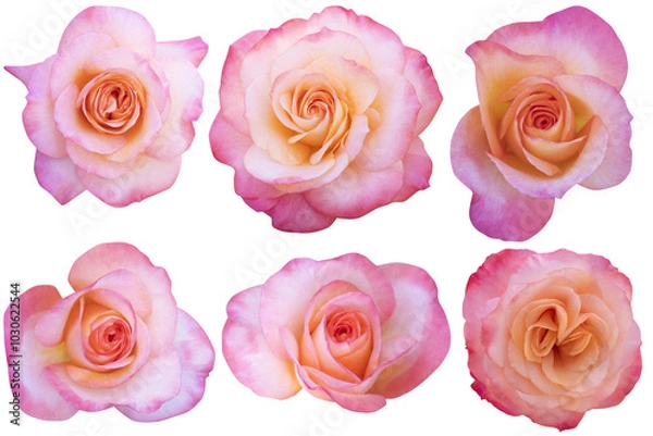 Fototapeta Pink-white-orange roses heads are blooming isolated on the white background.Photo with clipping path.