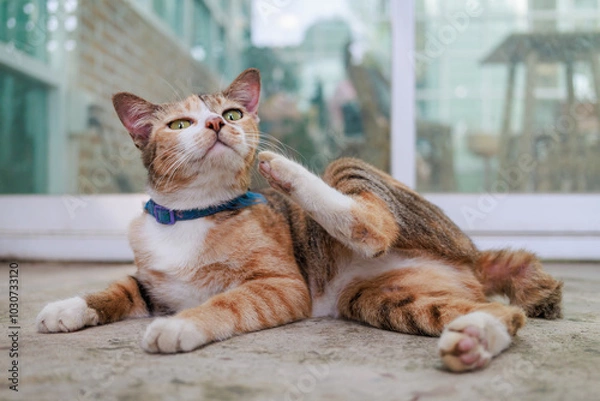 Fototapeta Itchy cat try to scratching its skin. Concept for pet skin's health problem from flea parasit.