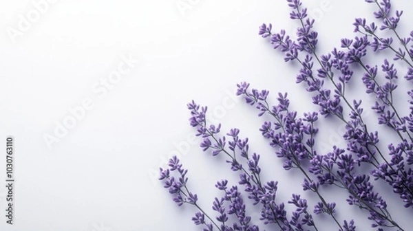 Fototapeta Lavender on Light Background