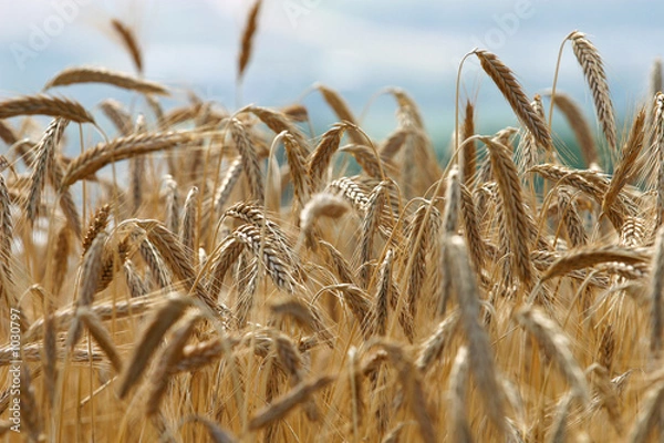 Obraz épi de blé