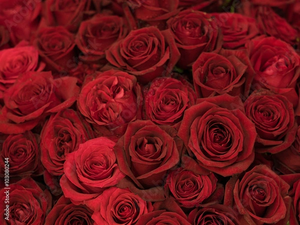 Fototapeta 深紅のバラ