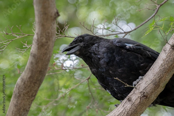Obraz crow