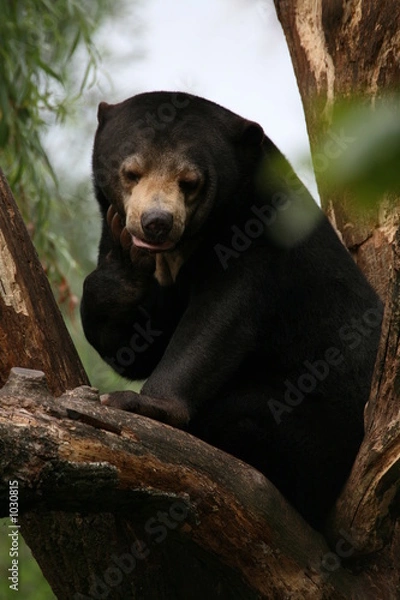 Fototapeta maleinbär