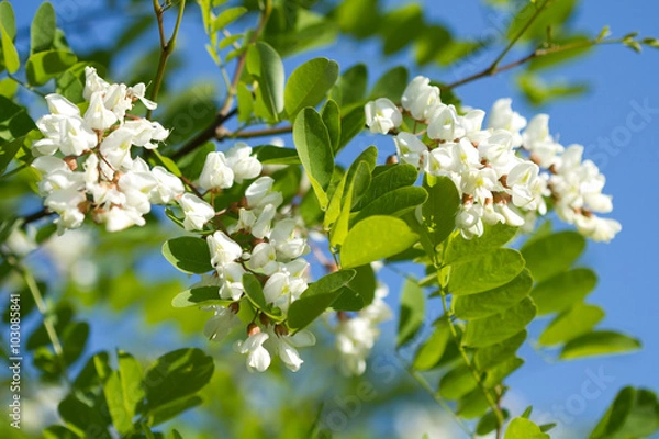 Obraz White acacia blossom