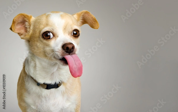 Obraz Mały Chihuahua z dużym różowym językiem