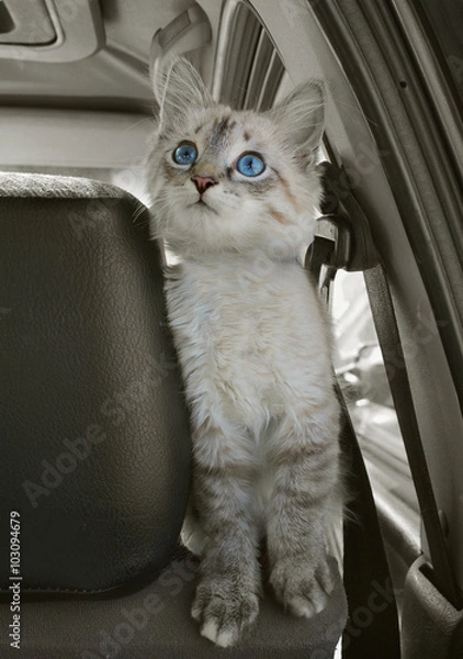 Fototapeta The cat sits in the car and looks upwards