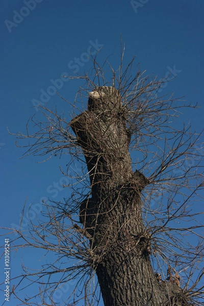 Fototapeta Tree with sawed branches