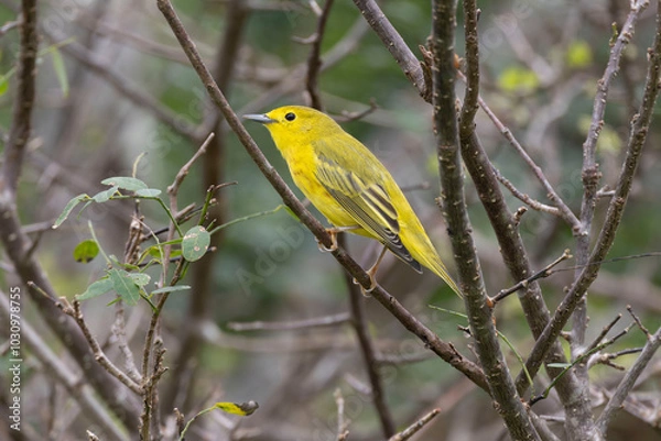 Obraz Yellow Warbler (Setophaga petechia)