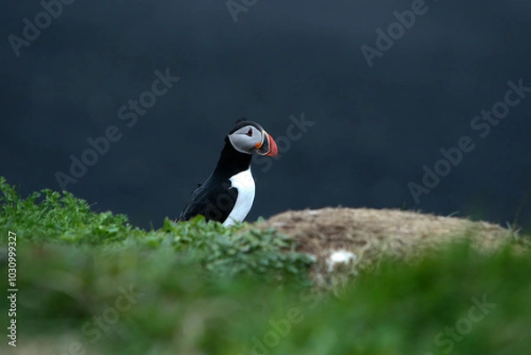 Obraz Landschaftsbild auf Island, Reynisfjara Beach, Black Beach, Puffins