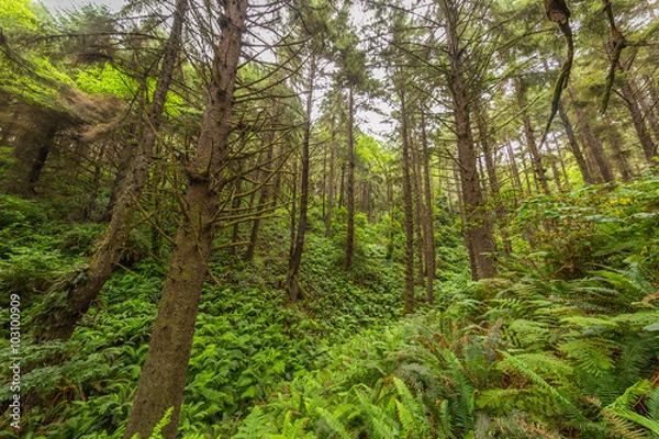 Fototapeta SKUNK CABBAGE TRAIL, REDWOOD NATIONAL AND STATE PARKS