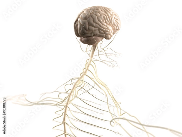 Fototapeta Human anatomy side view of torso. Vascular system and organs. On black background