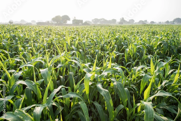 Obraz Sorghum crop field