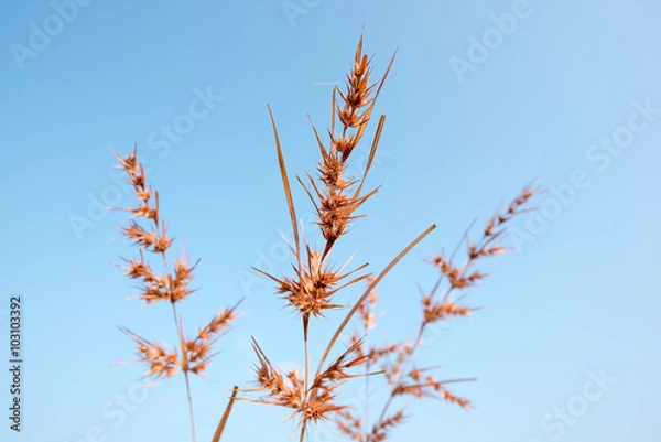 Obraz Dry grass field