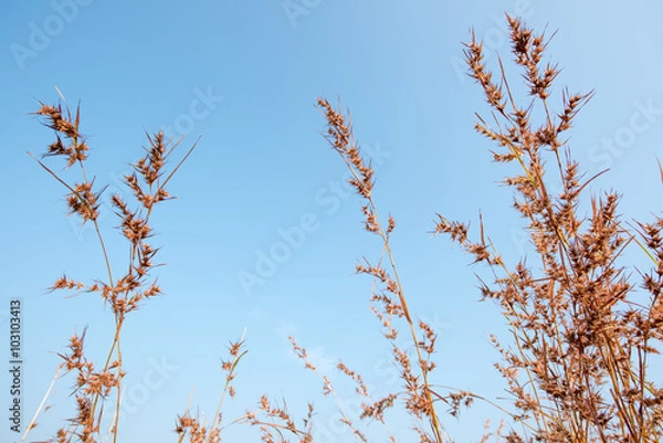 Obraz Dry grass field