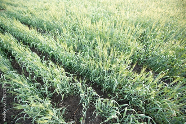 Obraz Wheat crop field