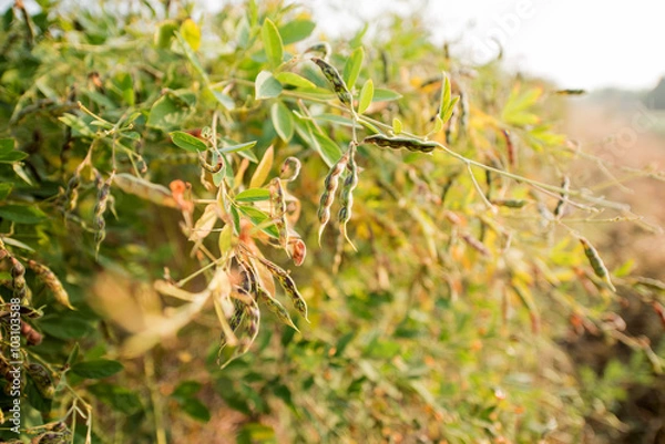 Obraz Pigeon pea crop field
