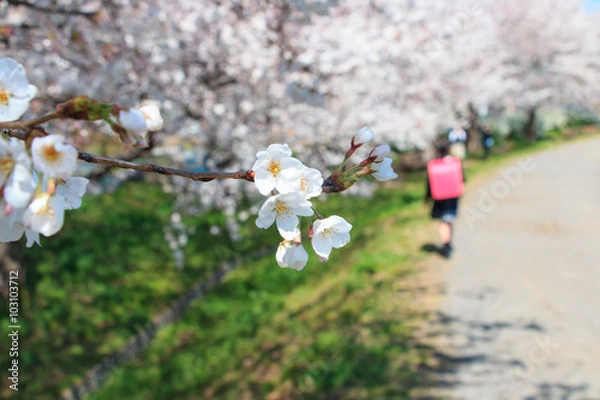 Obraz 桜と新１年生