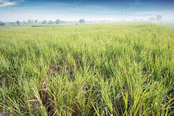 Obraz Sugar cane field