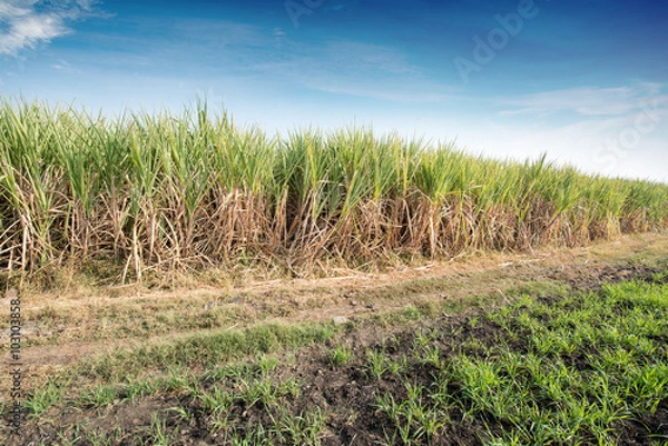 Obraz Sugar cane field