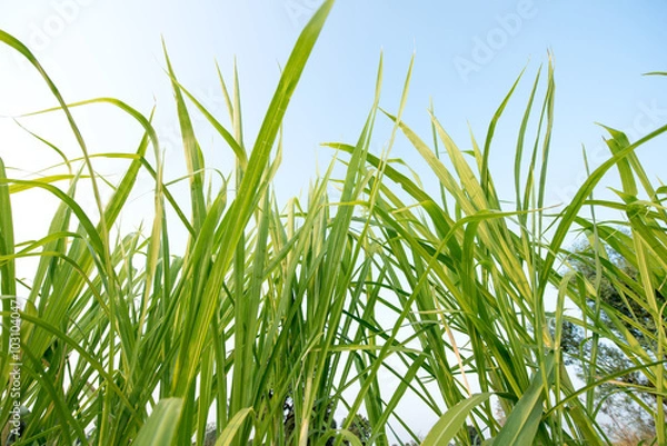 Obraz Green grass field