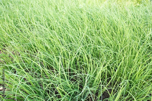 Obraz Onion crop field