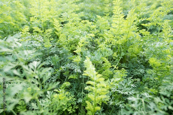 Obraz Carrot field