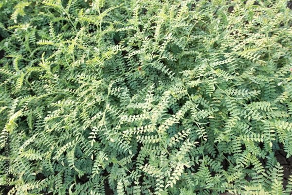 Obraz Chickpea crop field