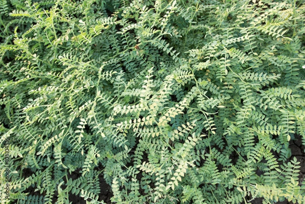 Obraz Chickpea crop field