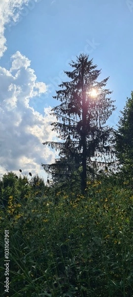 Obraz tree in the sunset