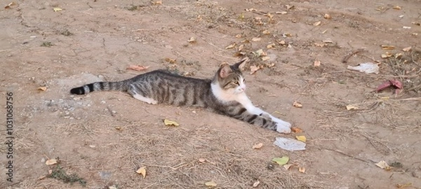 Obraz Cat stretching and relaxing
