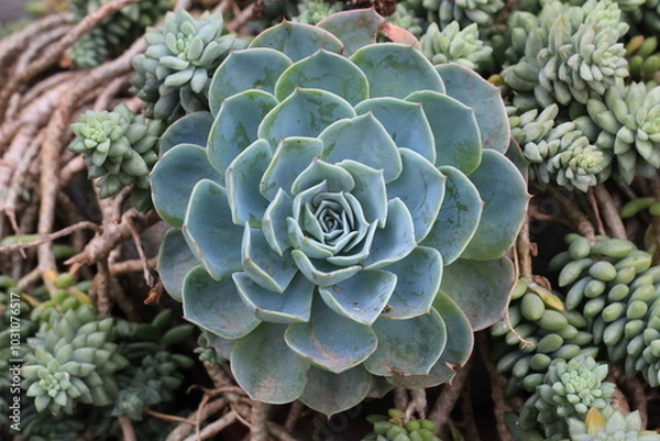 Obraz cactus in the garden