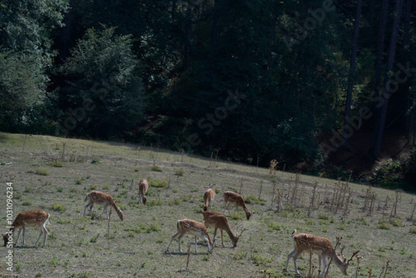 Fototapeta Scenic view of a herd of deer grazing on green grass in Sila National Park, Calabria, Italy