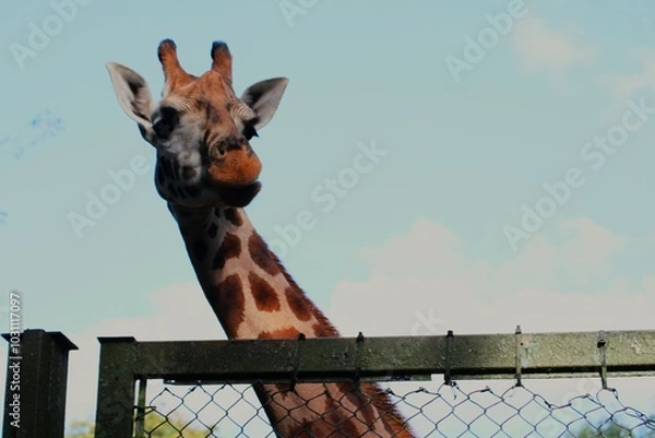 Obraz This photograph was taken on 5th October 2024 at Dudley zoo and castle, England. I had never been so close to a giraffe in my life, it was a very up close and personal experience. 