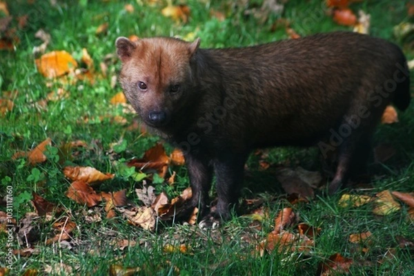 Obraz This photograph was taken on 5th October 2024 at Dudley zoo and castle, England. This is what a bush dog looks like up close and personal. Bush dogs are so much smaller than you think.